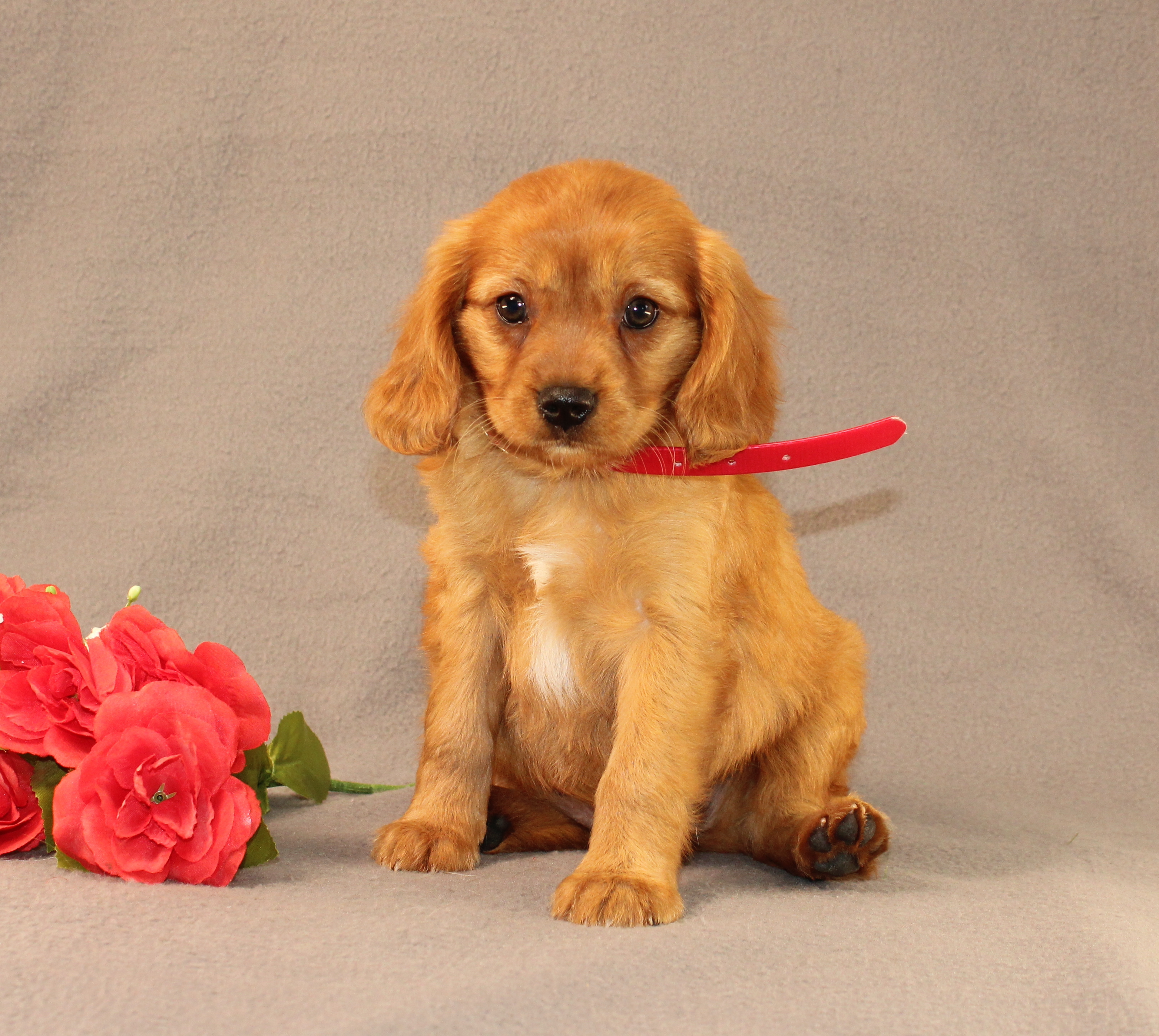 puppy, for, sale, Miniature Golden Retriever, Ivan J. Stoltzfus, dog, breeder, Dornsife, PA, dog-breeder, puppy-for-sale, forsale, nearby, find, puppyfind, locator, puppylocator, aca